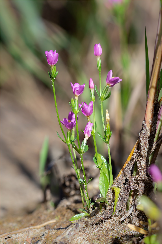 Изображение особи Centaurium littorale.