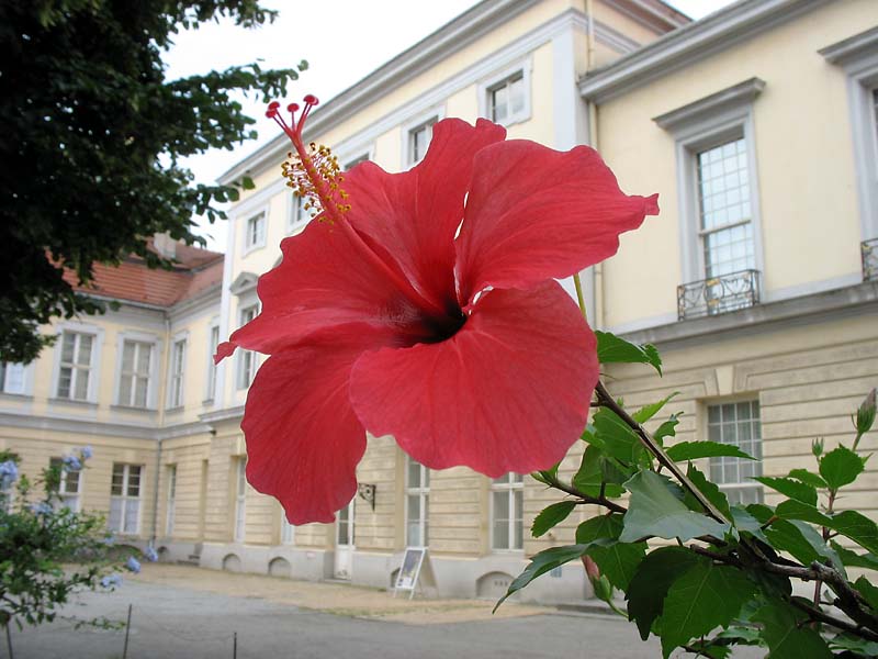 Image of Hibiscus rosa-sinensis specimen.