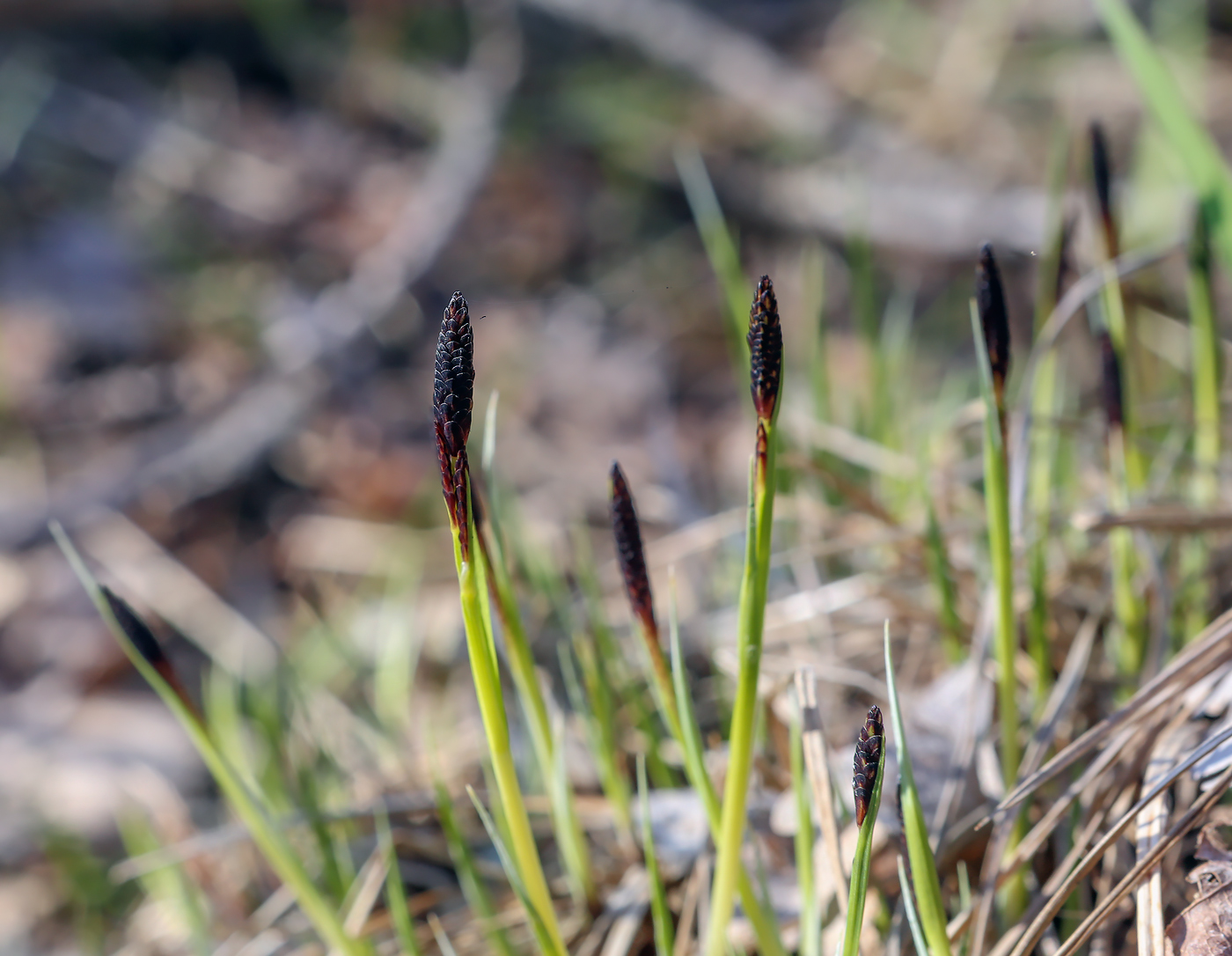 Изображение особи Carex cespitosa.