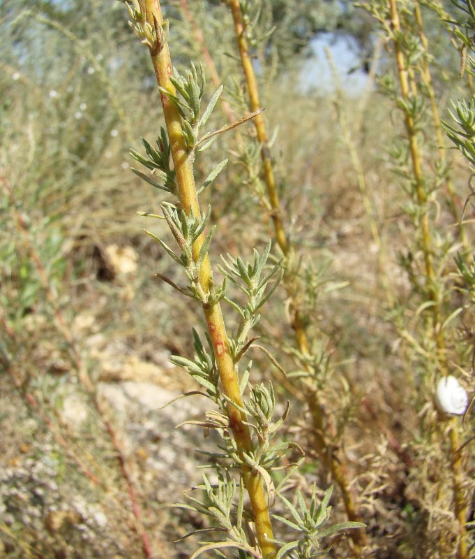 Image of Bassia prostrata specimen.