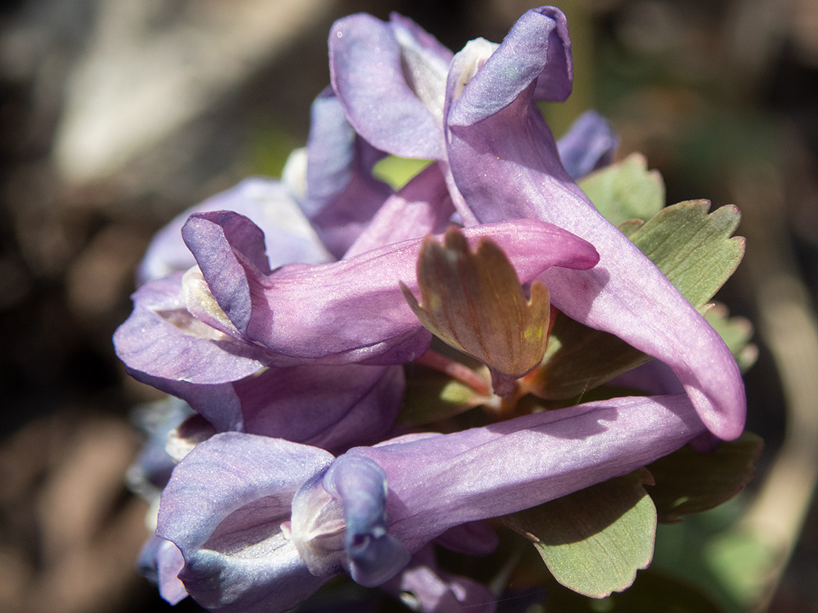 Изображение особи Corydalis solida.