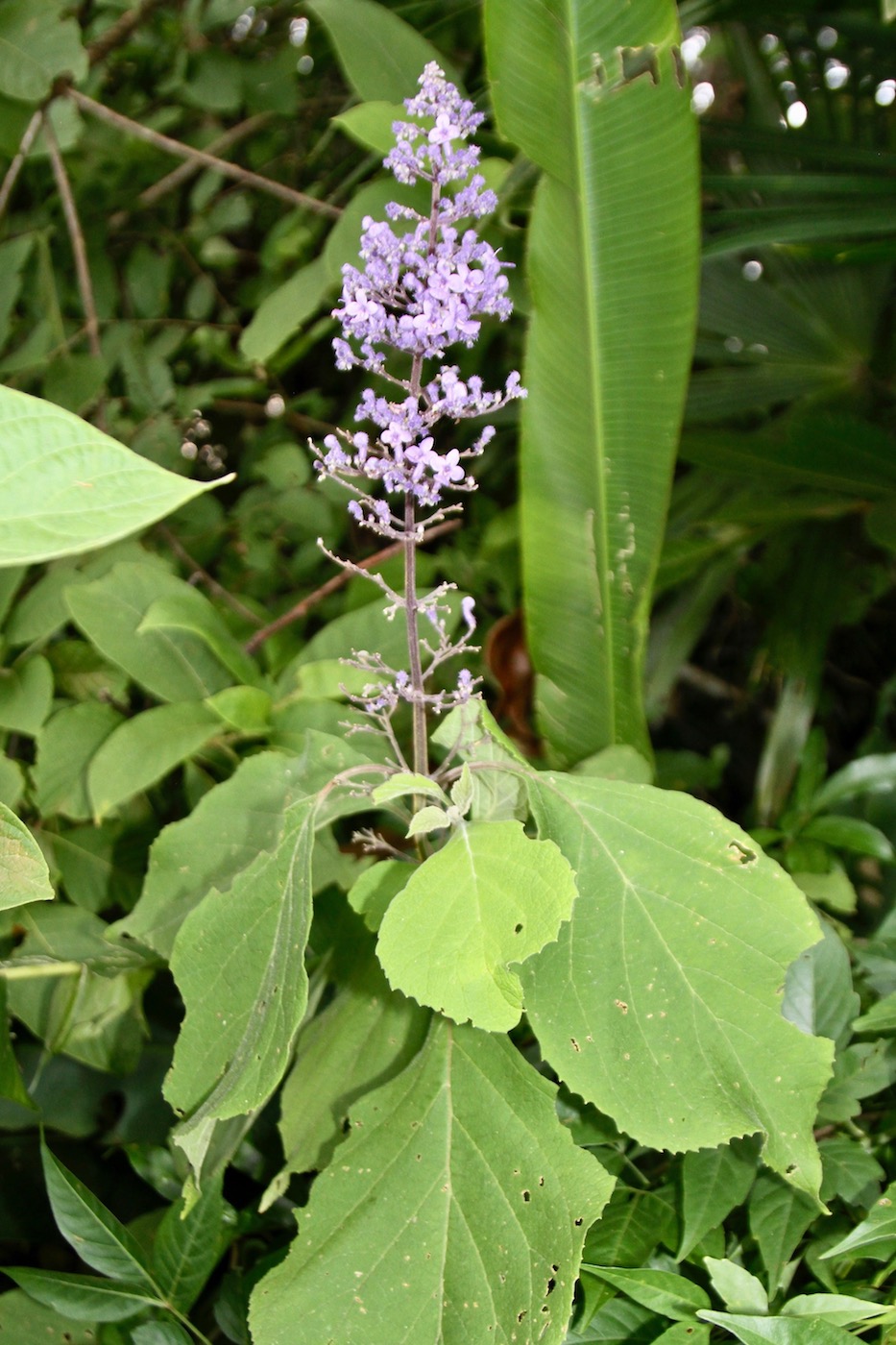 Image of Cornutia pyramidata specimen.