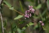 Trachomitum lancifolium