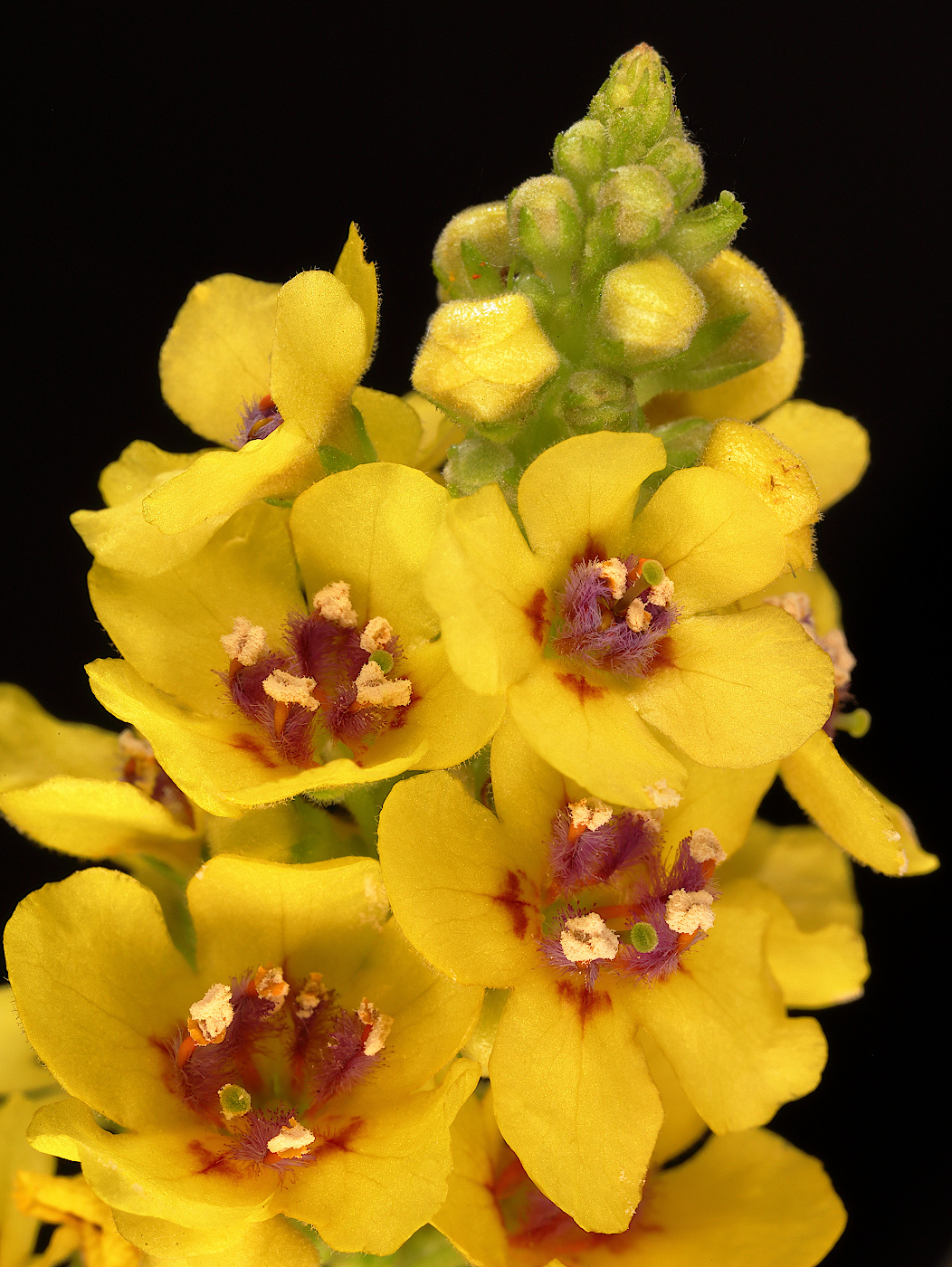 Изображение особи Verbascum nigrum.