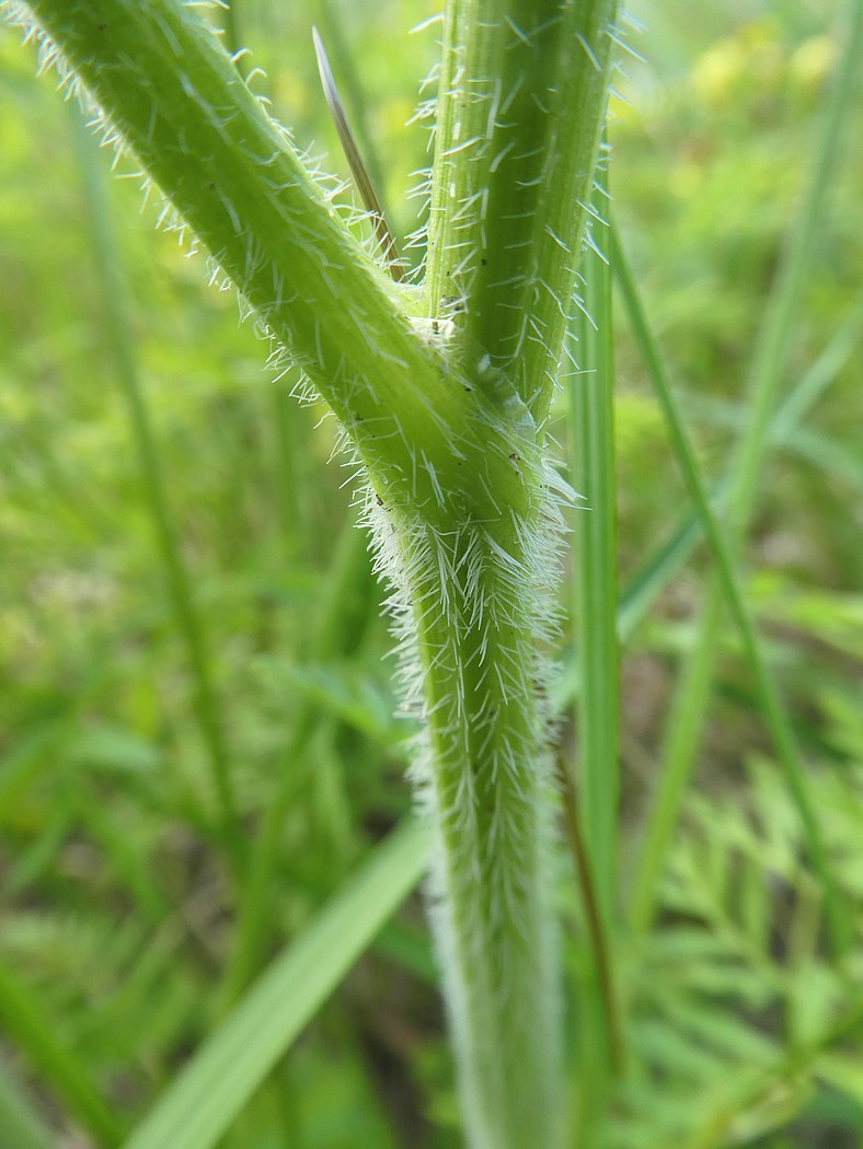 Image of Laserpitium prutenicum specimen.