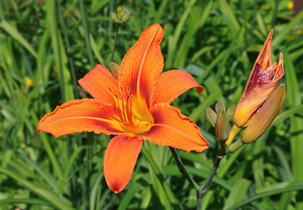 Изображение особи Hemerocallis &times; hybrida.