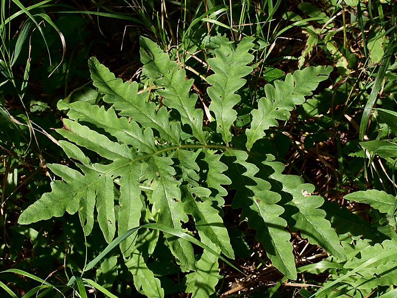 Изображение особи Onoclea sensibilis.