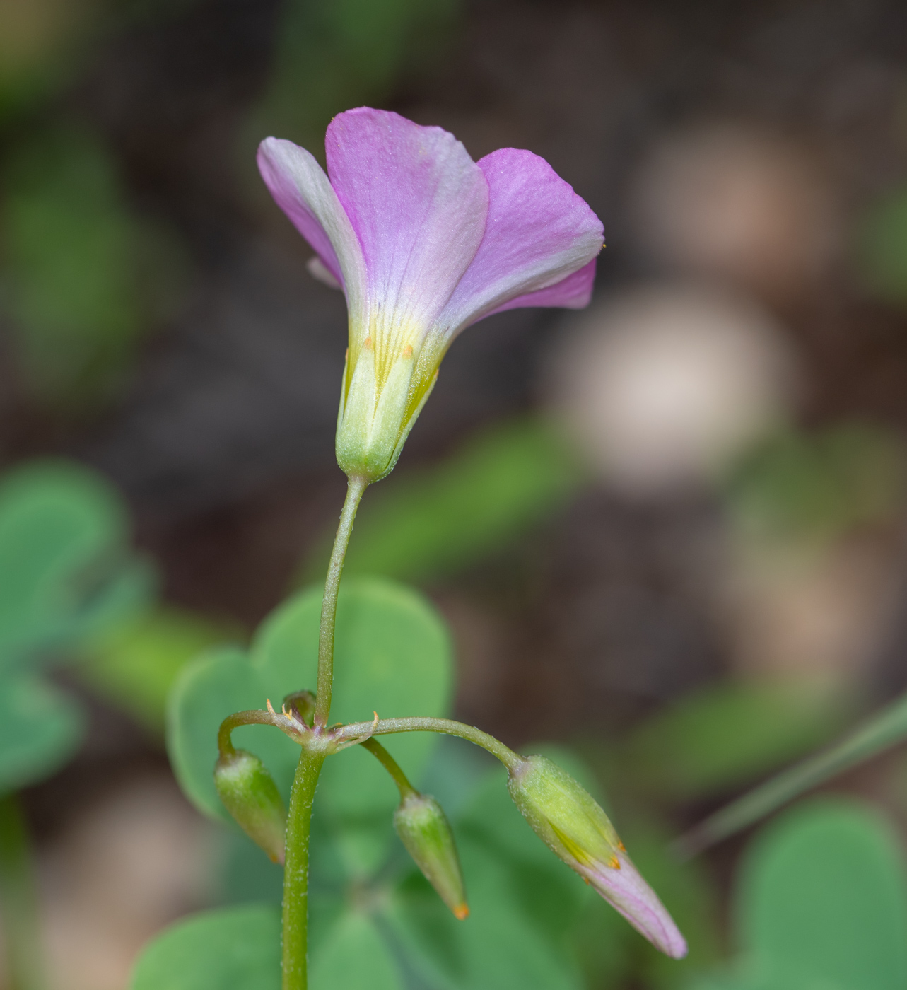 Изображение особи Oxalis purpurascens.