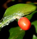 Ruscus colchicus. Филлокладий с плодом (белое - экзувии насекомых). Краснодарский край, городской округ Сочи, мкр-н Хоста, восточный склон горы Ахун, реликтовая тисо-самшитовая роща. Июль 2020 г.