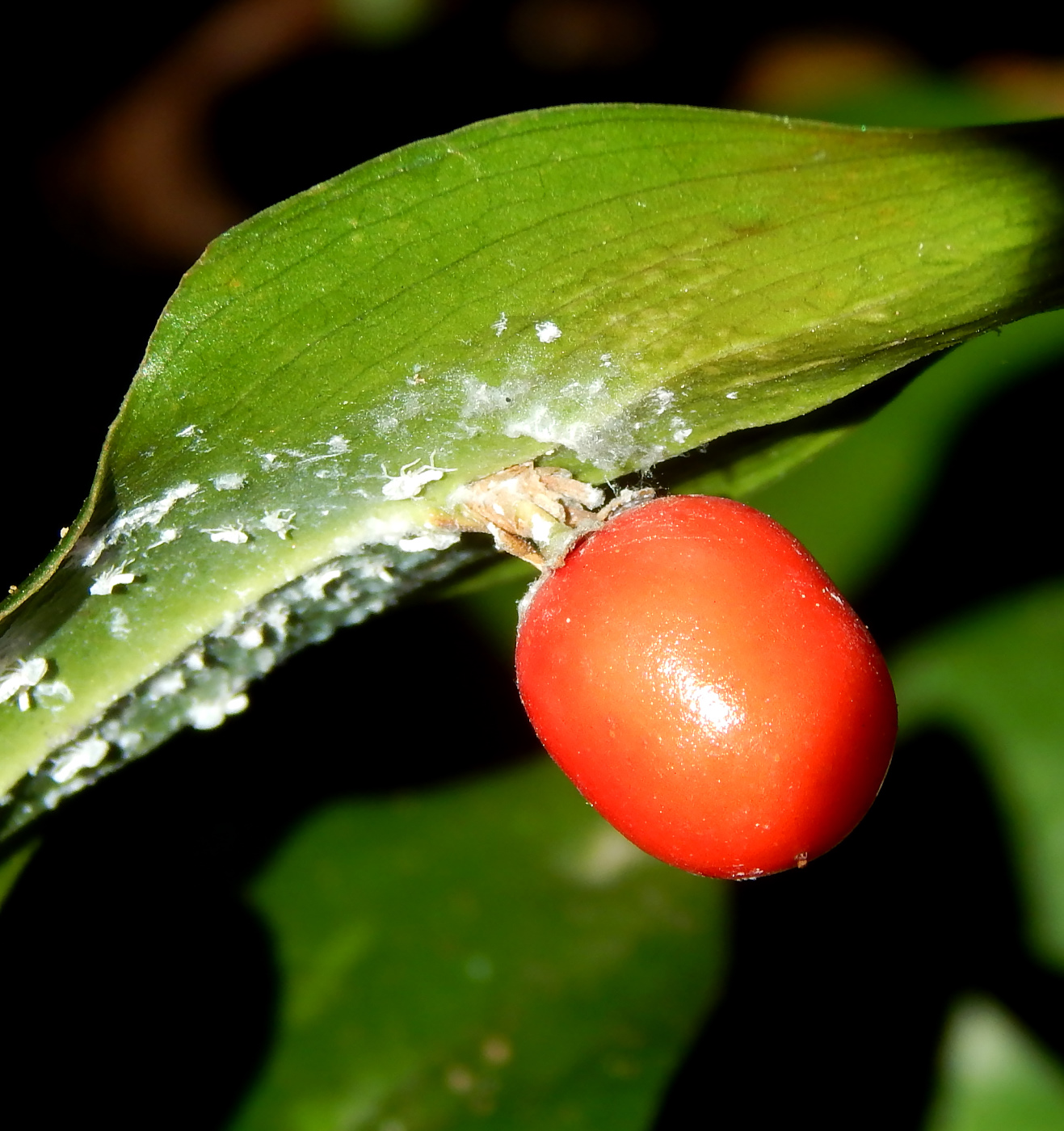 Изображение особи Ruscus colchicus.