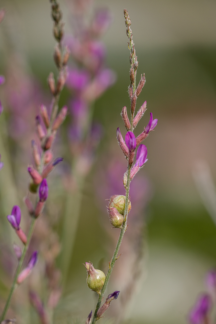 Изображение особи Astragalus varius.