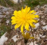 Image of taxon representative. Author is Татьяна Винокурова