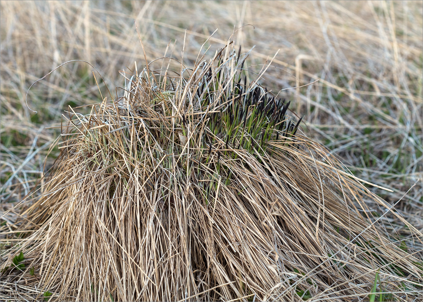 Изображение особи Carex cespitosa.