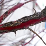 Image of taxon representative. Author is Сергей Апполонов