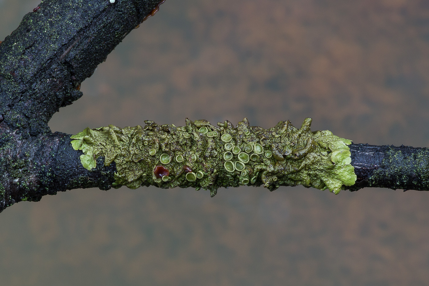Image of Melanohalea olivacea specimen.