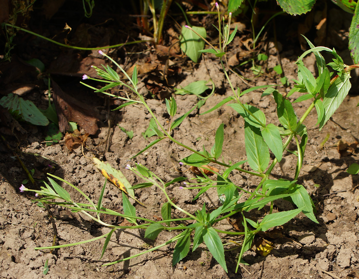 Изображение особи Epilobium adenocaulon.