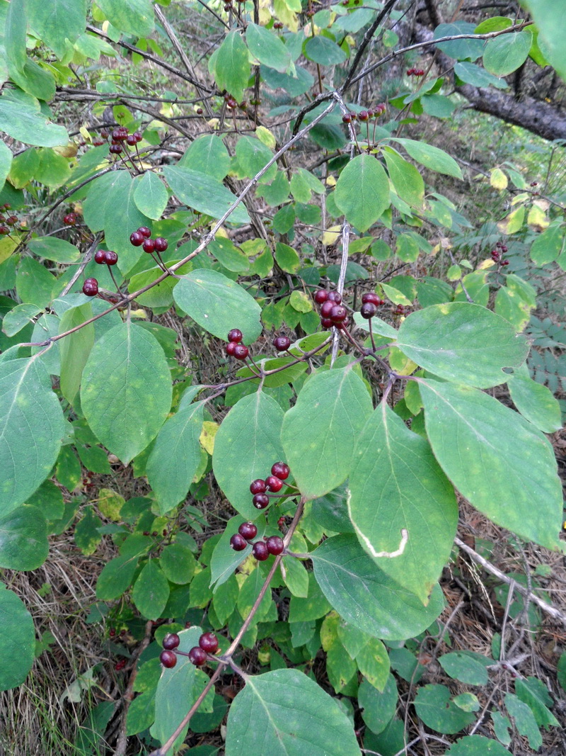 Image of Lonicera steveniana specimen.