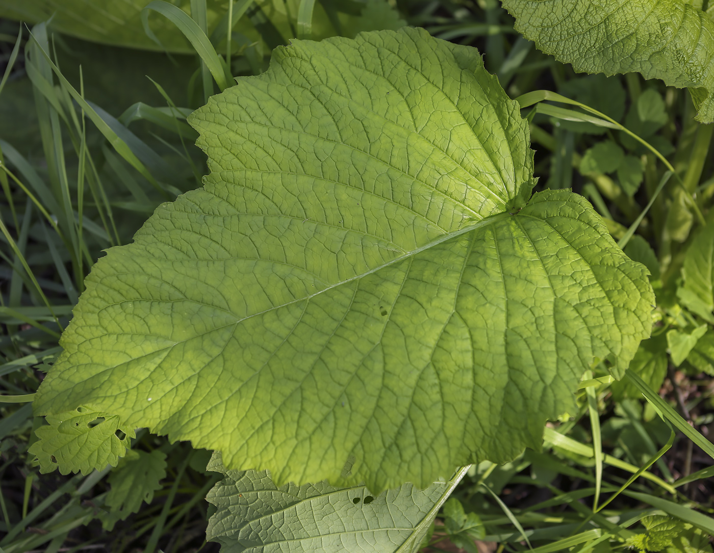 Изображение особи Telekia speciosa.