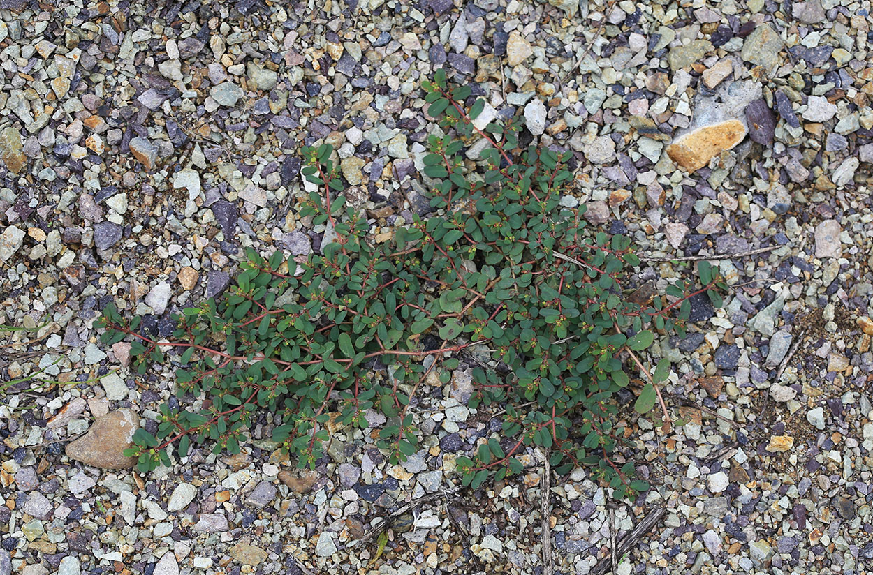 Изображение особи Euphorbia humifusa.