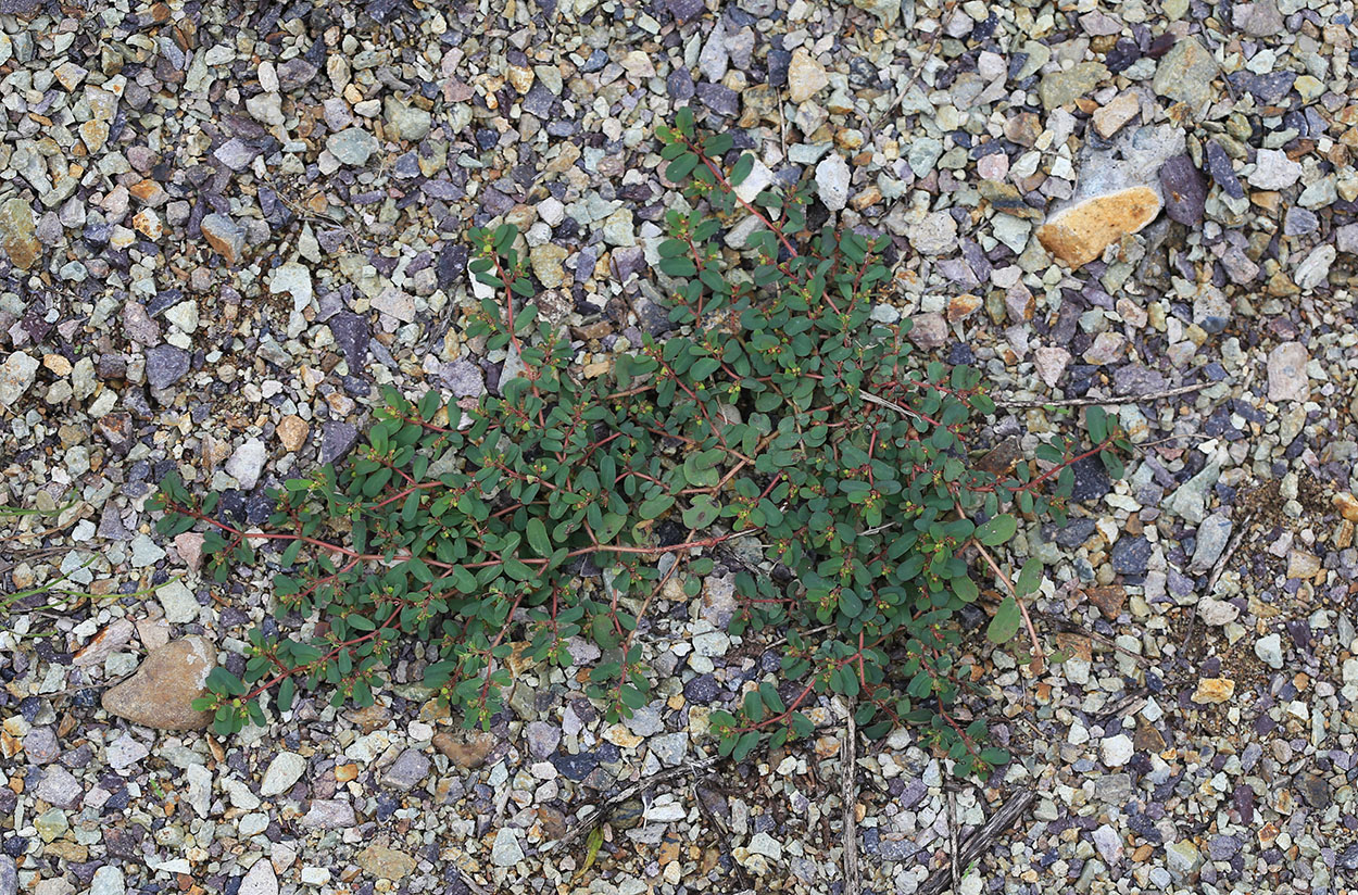 Image of Euphorbia humifusa specimen.