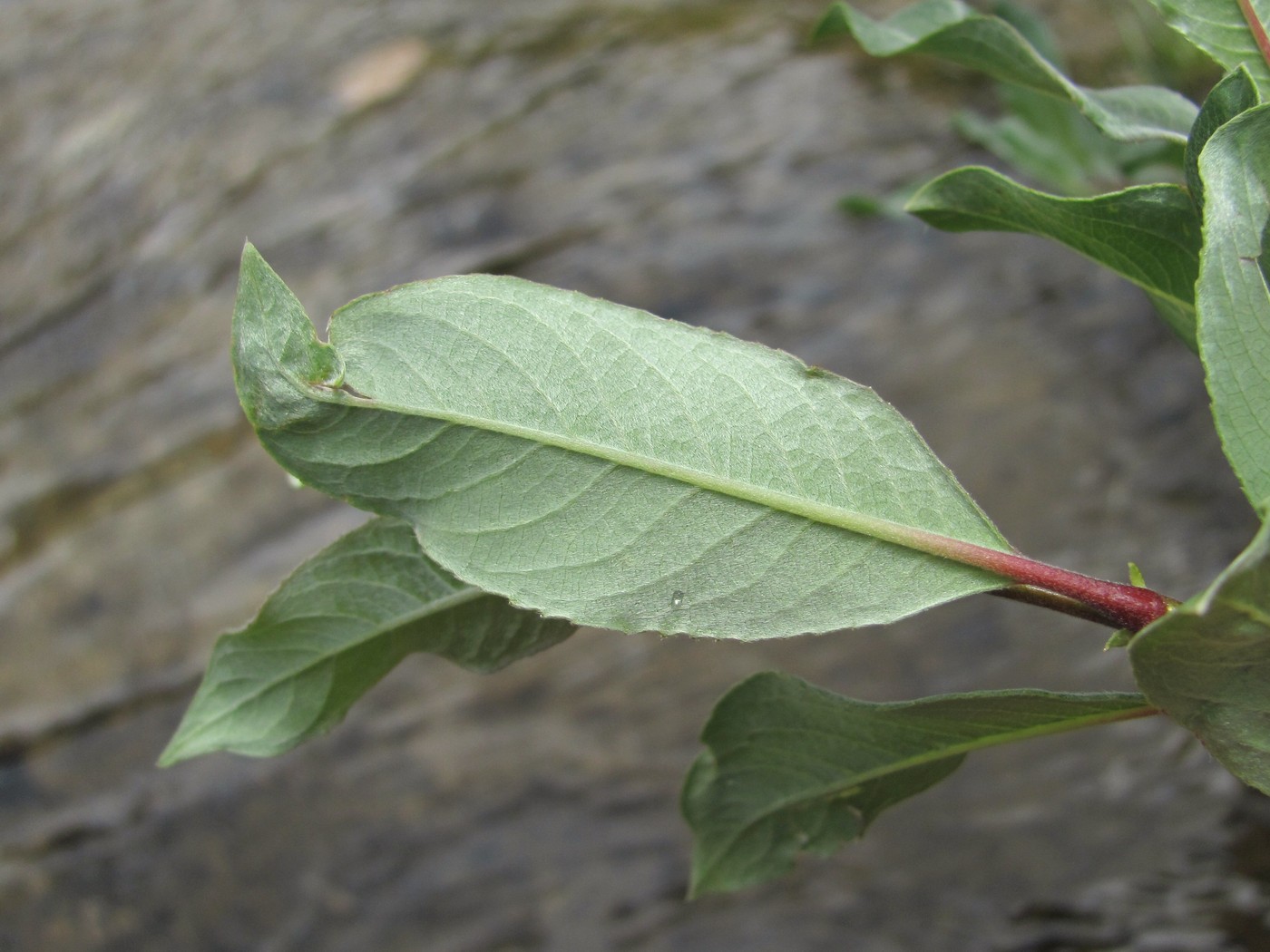 Image of Salix pantosericea specimen.