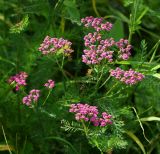 Achillea millefolium