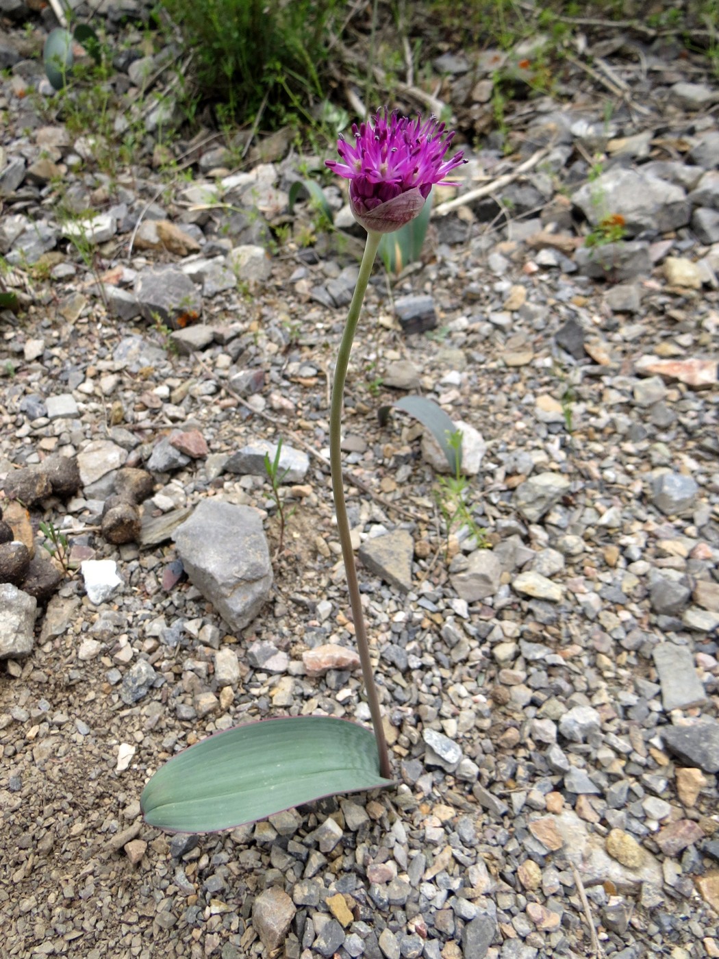 Image of Allium komarowii specimen.