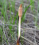 Equisetum arvense