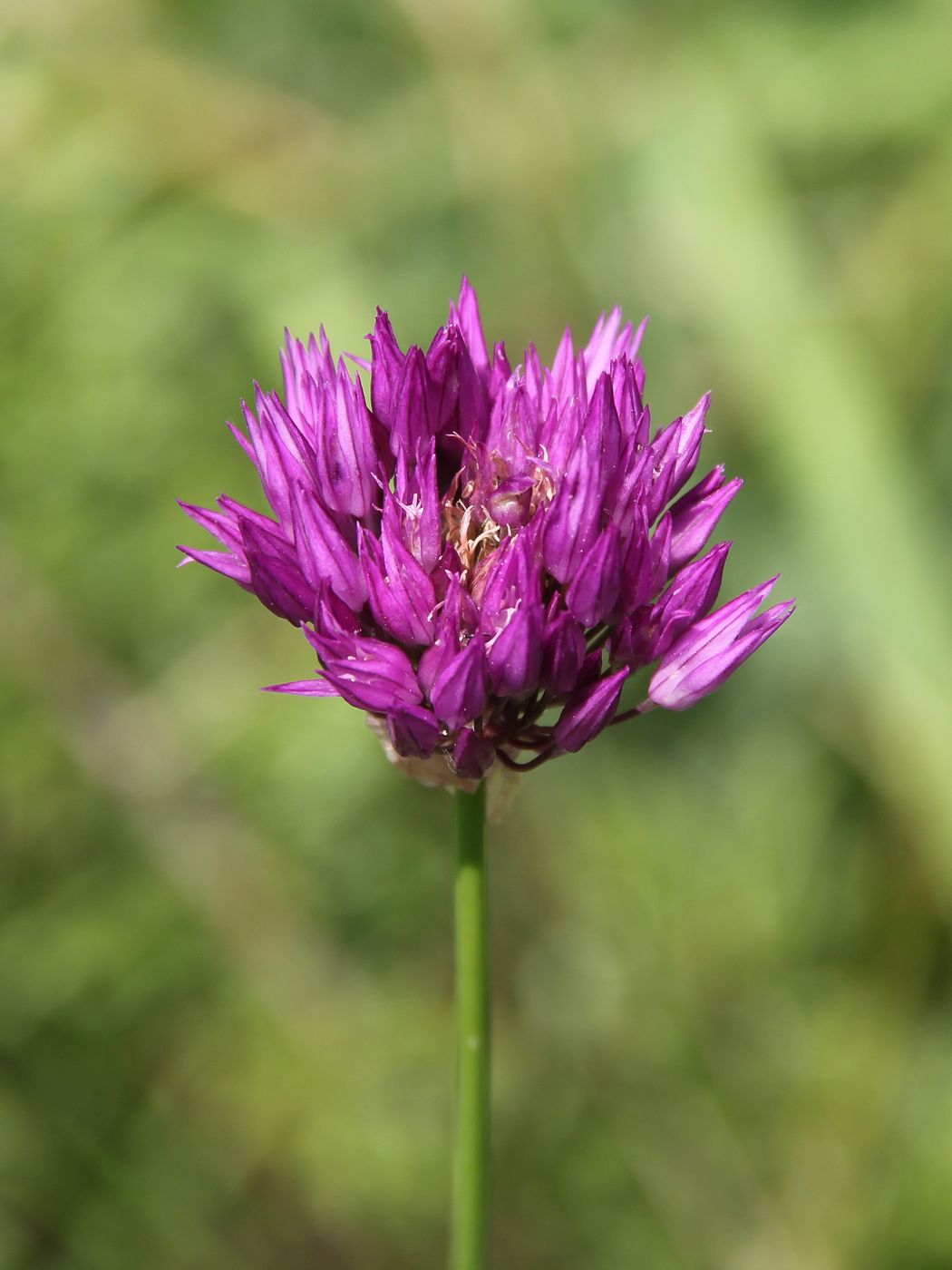 Image of Allium barsczewskii specimen.