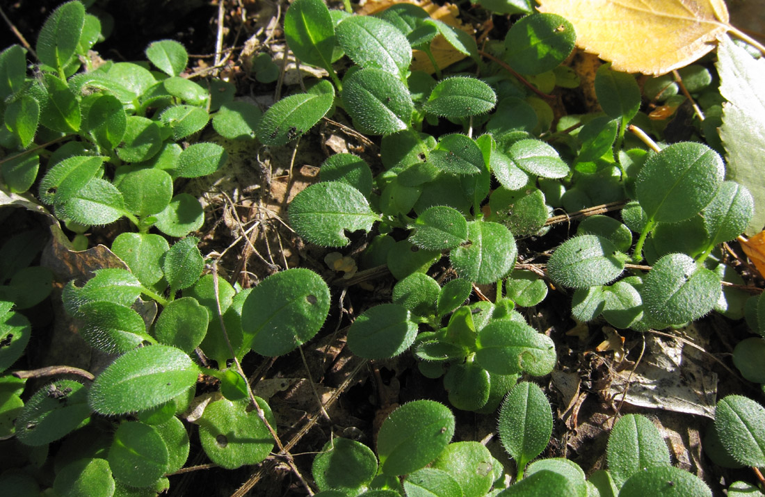 Image of Myosotis sparsiflora specimen.