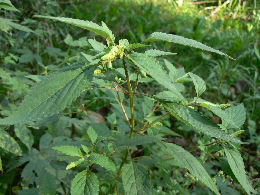 Изображение особи Elsholtzia ciliata.