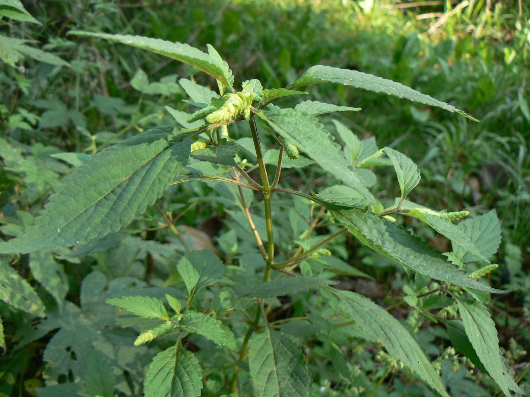 Image of Elsholtzia ciliata specimen.