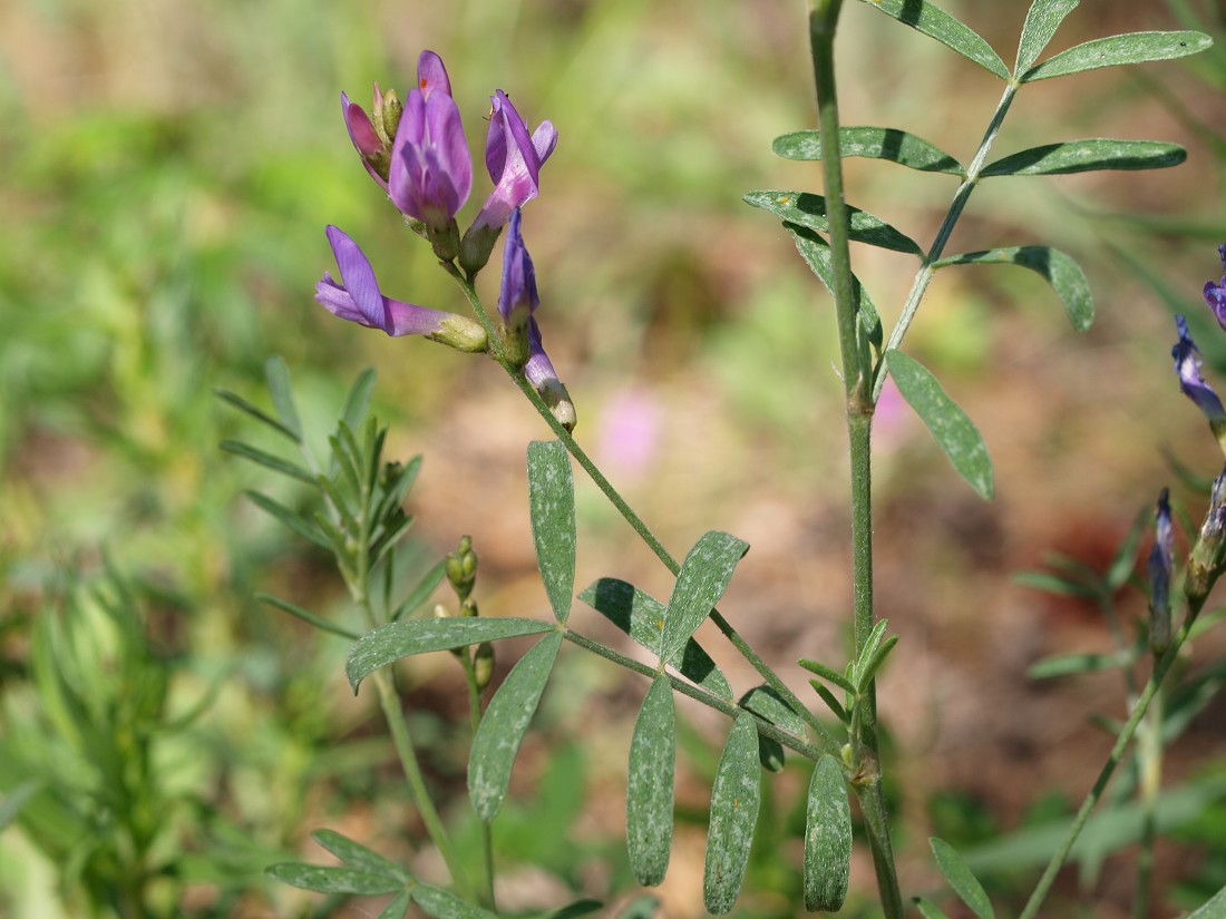 Image of Astragalus arenarius specimen.