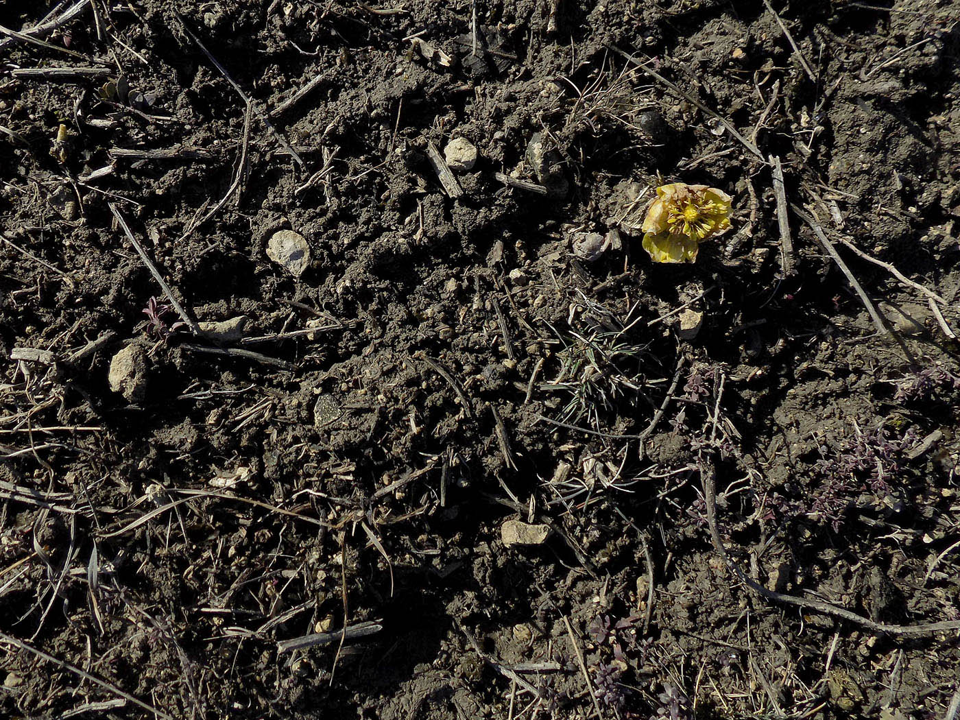 Image of genus Adonis specimen.