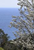 Pyrus calleryana. Часть кроны цветущего растения ('Chanticleer'). Испания, Каталония, пров. Жирона, комарка Баш-Эмпорда, муниципалитет Палафружель, ботанический сад \"Кап-Роч\". 27.03.2021.