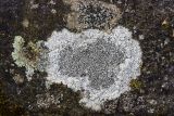 genus Aspicilia