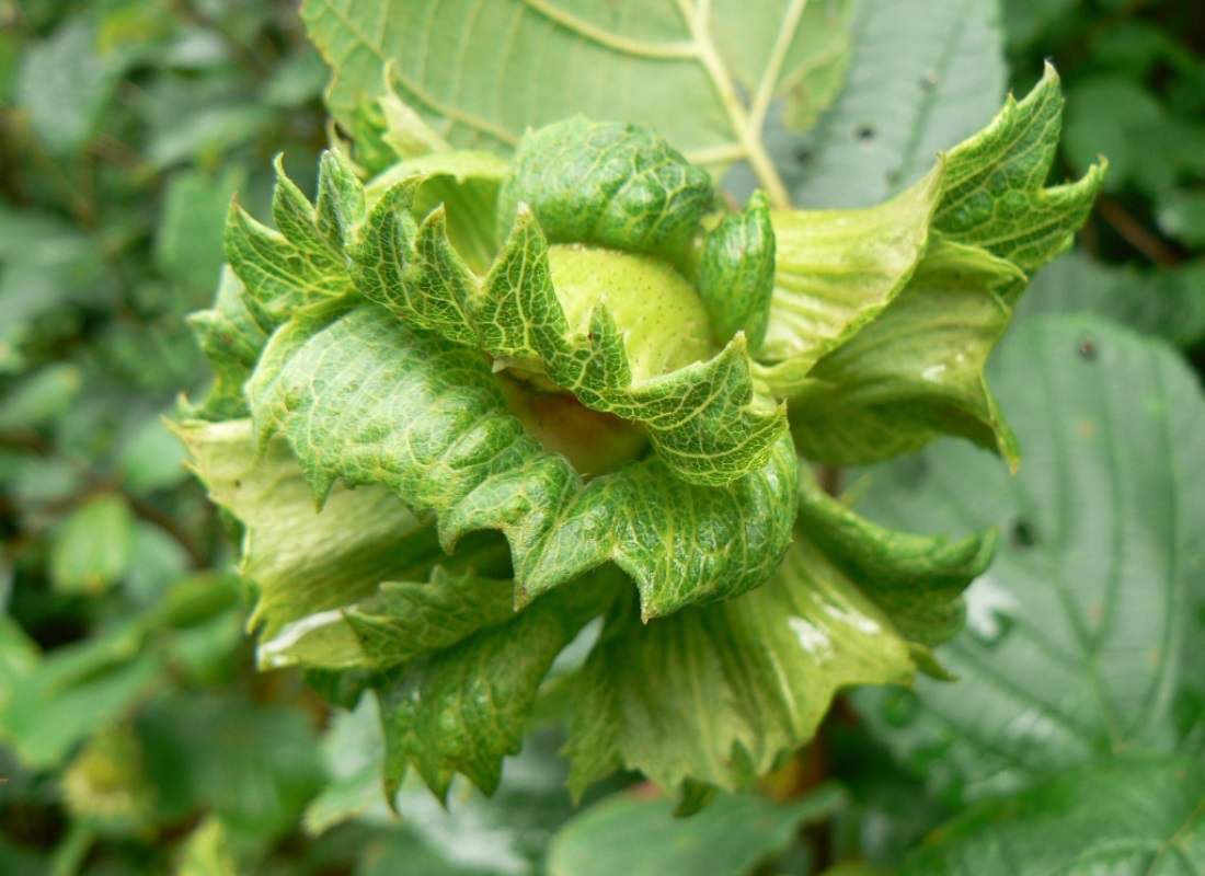 Image of Corylus heterophylla specimen.