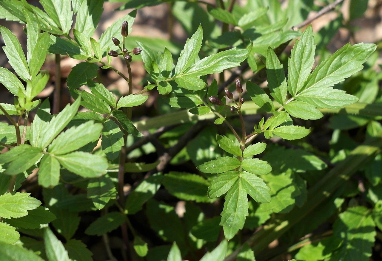 Изображение особи Cardamine quinquefolia.