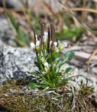 Cardamine bellidifolia. Цветущее и плодоносящее растение. Магаданская обл., г. Магадан, окр. мкр-на Солнечный, истоки р. Магаданка, приснежная лужайка, на моховой подушке. 12.06.2017.