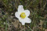 Anemone sylvestris