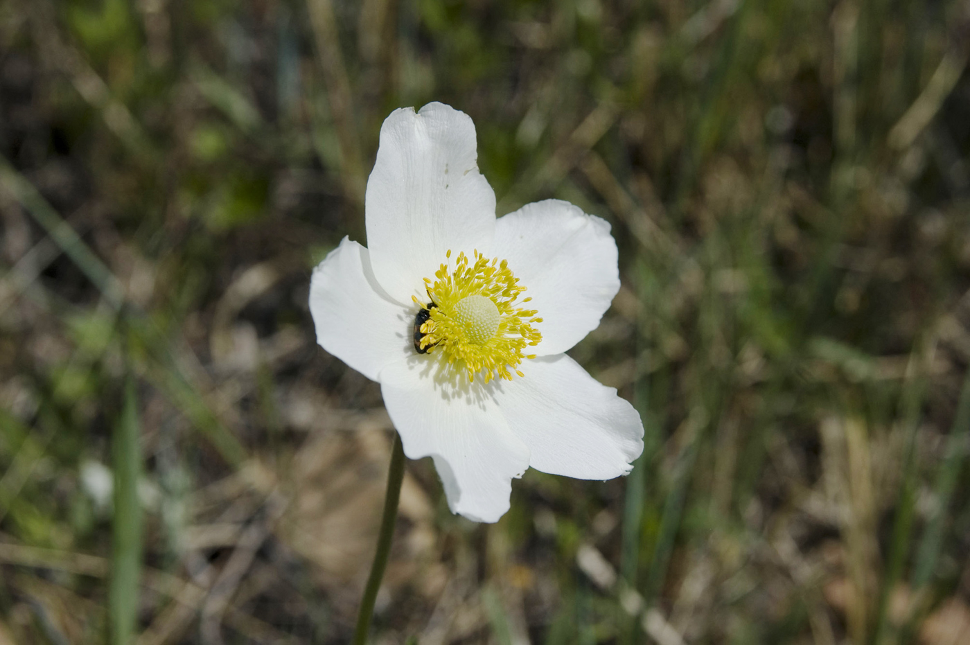 Изображение особи Anemone sylvestris.