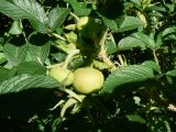 Rosa rugosa. Часть веточки с незрелыми плодами. Хабаровский край, Хабаровский р-н, 17 км Владивостокского шоссе, дачный участок. 06.07.2013.