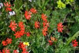 Adonis flammea