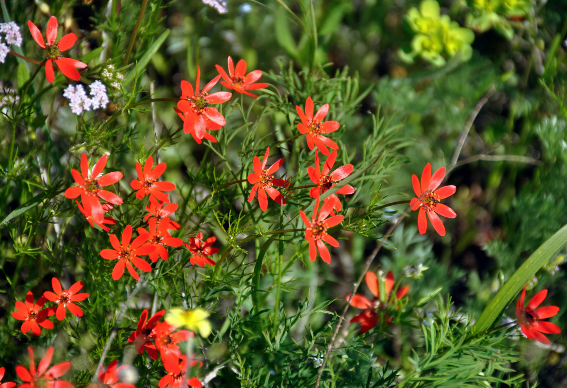 Image of Adonis flammea specimen.