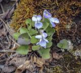 Viola rupestris. Цветущее растение. Пермский край, Лысьвенский р-н, долина р. Чусовая, камень Дужной, задернованный склон. 05.05.2021.