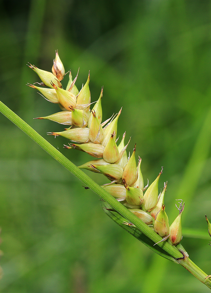 Изображение особи Carex raddei.