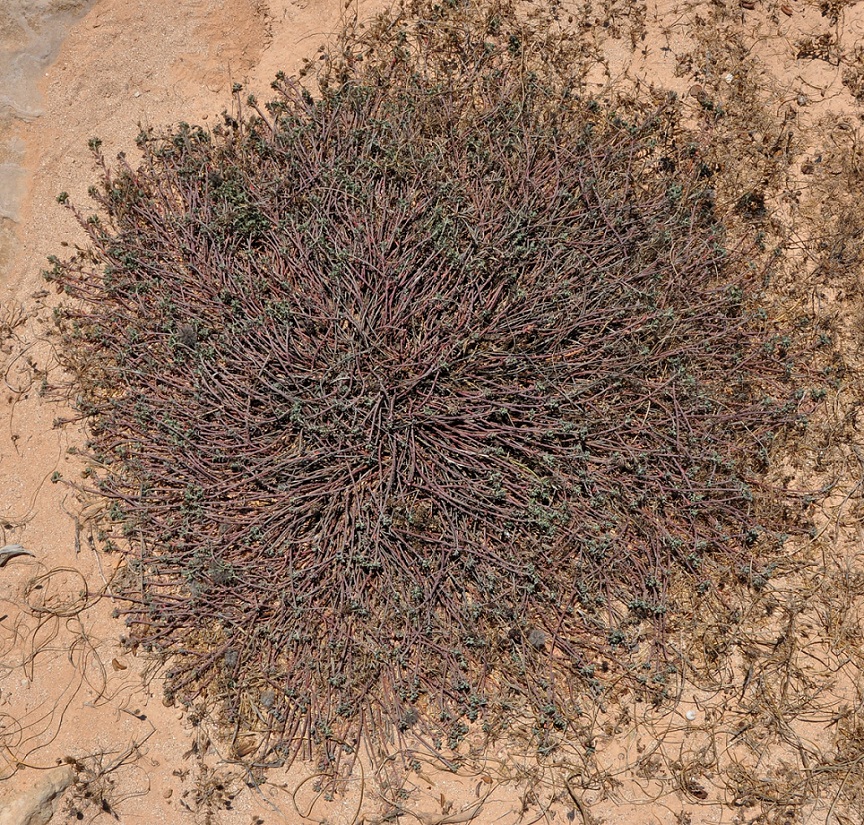 Image of Euphorbia cassia specimen.