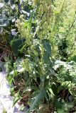 Rumex longifolius