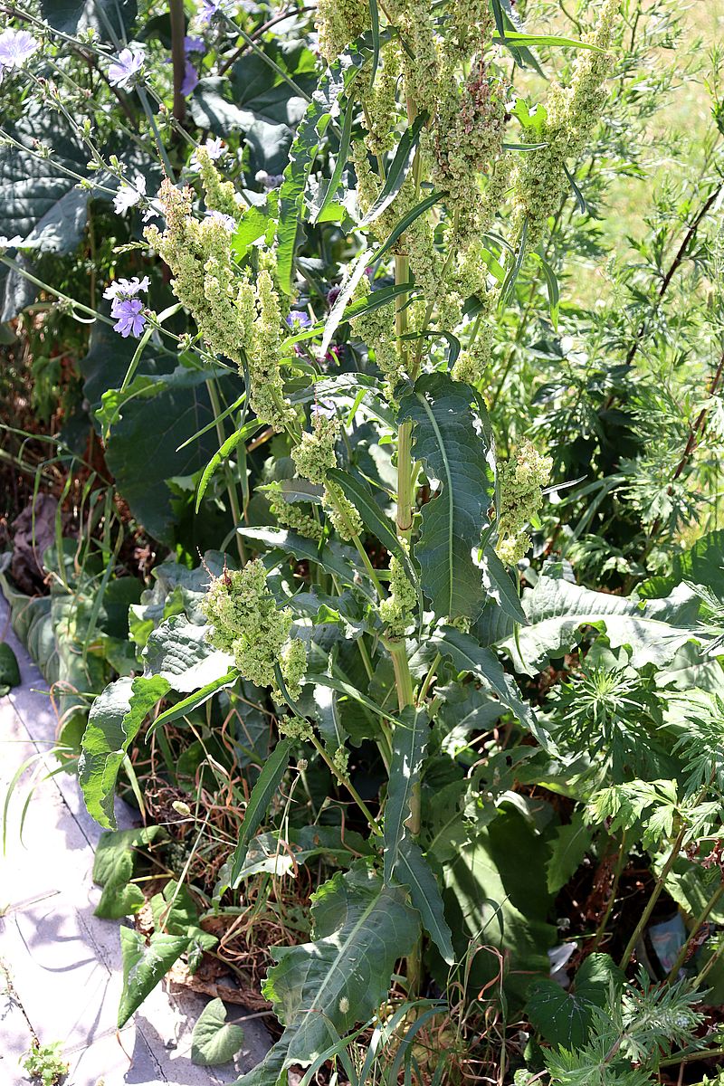 Image of Rumex longifolius specimen.