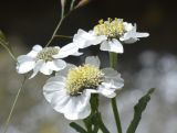 Achillea pyrenaica. Соцветия. Испания, автономное сообщество Каталония, провинция Жирона, комарка Рипольес, муниципалитет Сеткасес, курорт \"Вальтер 2000\", ≈2150 м н.у.м., приречная луговина в верховьях р. Тер. 27.07.2021.